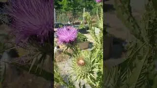 Wildflowers of Bulgaria part 2 Taurian thistle. #nature