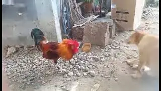 Rooster Vs. Dog...go fight!!