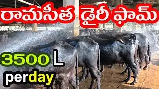 RAMA SEETHA DAIRY FARM    ANAPARTHI   #dairyfarm #murrah #buffalo