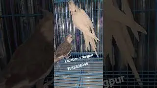 White Cocktail For Sale in Nagpur #birds #birdsmarket #lovebirds #africanlovebirdbreeding
