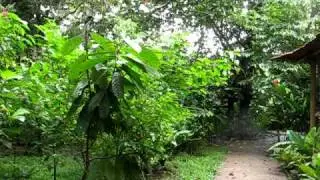 Laughing Falcon Call (Costa Rica)