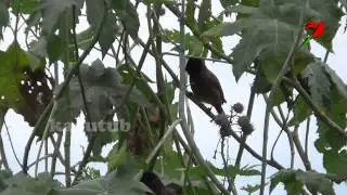 Red vented bulbul in tree