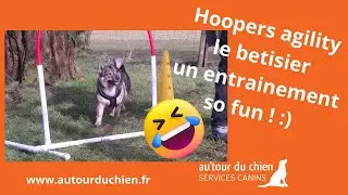 Betisier HOOPERS Agility | un entrainement so fun | rire avec les chiens