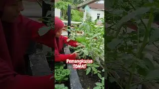 PEMANGKASAN PADA TANAMAN TOMAT