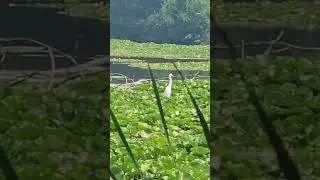 Egret Fishing 08.01.25