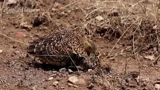 chestnut bellied Sandgrouse female feeding behavior with chick.
