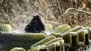 Carrion Crow bathing in fountain