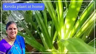 Amazing uses of Kevda ya Ketki plant #balconygarden My beautiful pandanus plant #evergreen #kevda