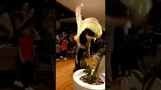 Enjoying Belly Dance At New Year Night at Mercure Hotel/ Dubai /
