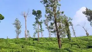 Nice K l