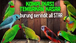 KOMPLIKASI TEMBAKAN KASAR burung SERINDIT gacor SUARA BERSIH  !!!... TAJEM DAN RAPAT.