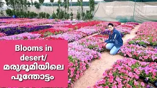 Happiness Vlog-Part 2/Blooms in desert/മരുഭൂമിയിലെ പൂന്തോട്ടം 🔥🥰(Samra Farm(Mr.Abhilash&Faisal)