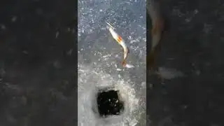 Голодный Окунь.