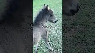 Mini Horse Foal 1st Whinny (*squeak) #dailydaisy