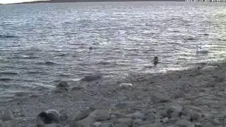 2015 03 14 07h04m eagle swans seals