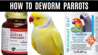 Deworming of my birds / Which dewormer is best Wormout  Gel or Zentel / When & how to Deworm Parrots