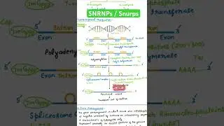 Spliceosome Complex /SNRNPs / Snrps