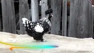 Павловская  курочка   Pavlovskie #chickens  Gold #pavlovskie_chickens  SILVER