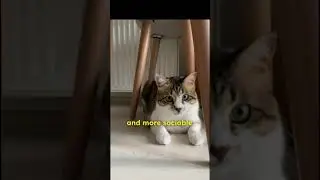 How did CATS become DOMESTICATED?