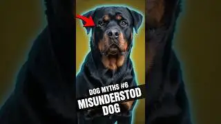 Rottweiler Misconceptions Explained | Dog Myths PART 6 #shorts