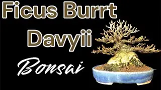Afinando al ficuskeisha ficus burtt davyii