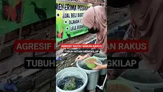 Jangan sepelekan ikan lele organik - IKAN LELE INI MEMILIKI KANDUNGAN PROTEIN TINGGI DAN HIGIENIS