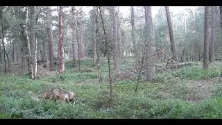 Jagende Wolven op de NW Veluwe.