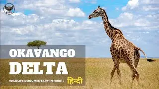 Wildlife documentary in hindi - Okavango Delta । हिन्दी डॉक्यूमेंट्री, Wild animals in Africa