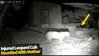 Injured leopard cub is reunited with mother after 19 days