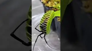 venus fly trap #unseenworld #facts