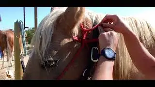 How to Properly Tie Cavesson or Rope Halter  on Your Horse