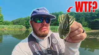 Will this BUG Bait Actually CATCH Fish? (Big Bite Baits BSE)