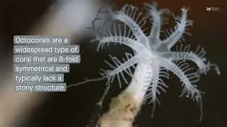 Understanding the symbiotic bacterial community found in octocorals