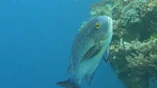 Diving in Alor, Indonesia - Part 4
