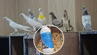 SUPER BREEDING LIQUID WITH RESULTS || HEALTHY CHICKS HEALTHY PARENTS ||