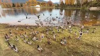 Ducks getting a Generous Amount of Grains, but Acting Weird Flying away &hellip; not a Cute Dog&rsquo;s Fault 🦆😅🐕