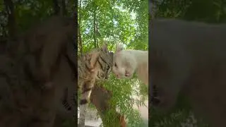 cat 🐈🐈 sound like #cat #catshorts #catlovers #shortsfeed #viral