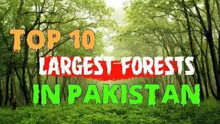 Top 10 Forests Of Pakistan || Most Beautiful forests in Pakistan | Jungles
