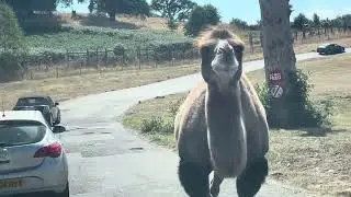 Camels @WestMidSafari
