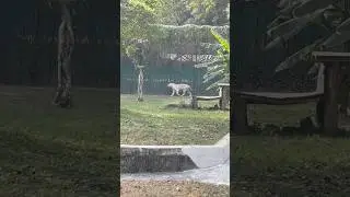 Delhi Zoo Darshan😍 #shorts #youtubeshorts #animals #kidsvideo #zoo #kids