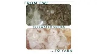 Ewe to Yarn (Teeswater series) part 2
