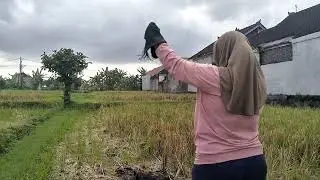 Latihan kimi si alap alap kestrel #alapalap #burungpredator #kestrel #kimi #viral 