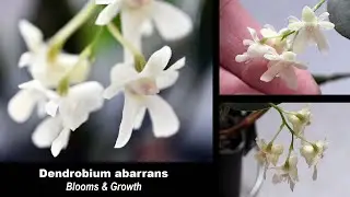 Dendrobium aberrans Miniature Orchid Blooms