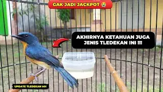 GAGAL JACKPOT 😭 TAPI TETAP ISTIMEWA KARENA TLEDEKAN INI PUNYA MENTAL & FIGHTER TINGGI❗