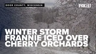 Winter Storm Frannie blankets Door County orchards in heavy ice, threatens cherry trees