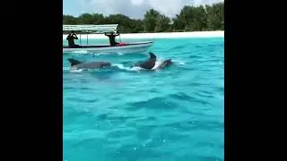 DOLPHIN TOUR AT MNEMBA ISLAND-ZANZIBAR