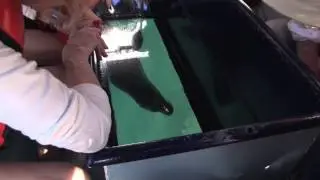 A Gal&aacute;pagos sea lion hops on board!