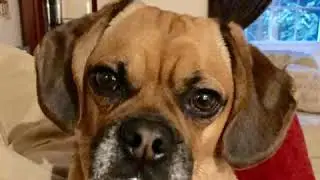Georgie Puggle has deep thoughts