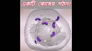কোষের গঠন! Cell Biology #cell #cellbiology #nucleus #hsc #neet2023  #health #yt #reelsviral #shorts