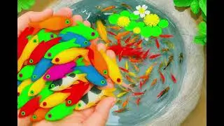 Nature Fishing | Small Pond Aquarium Fish